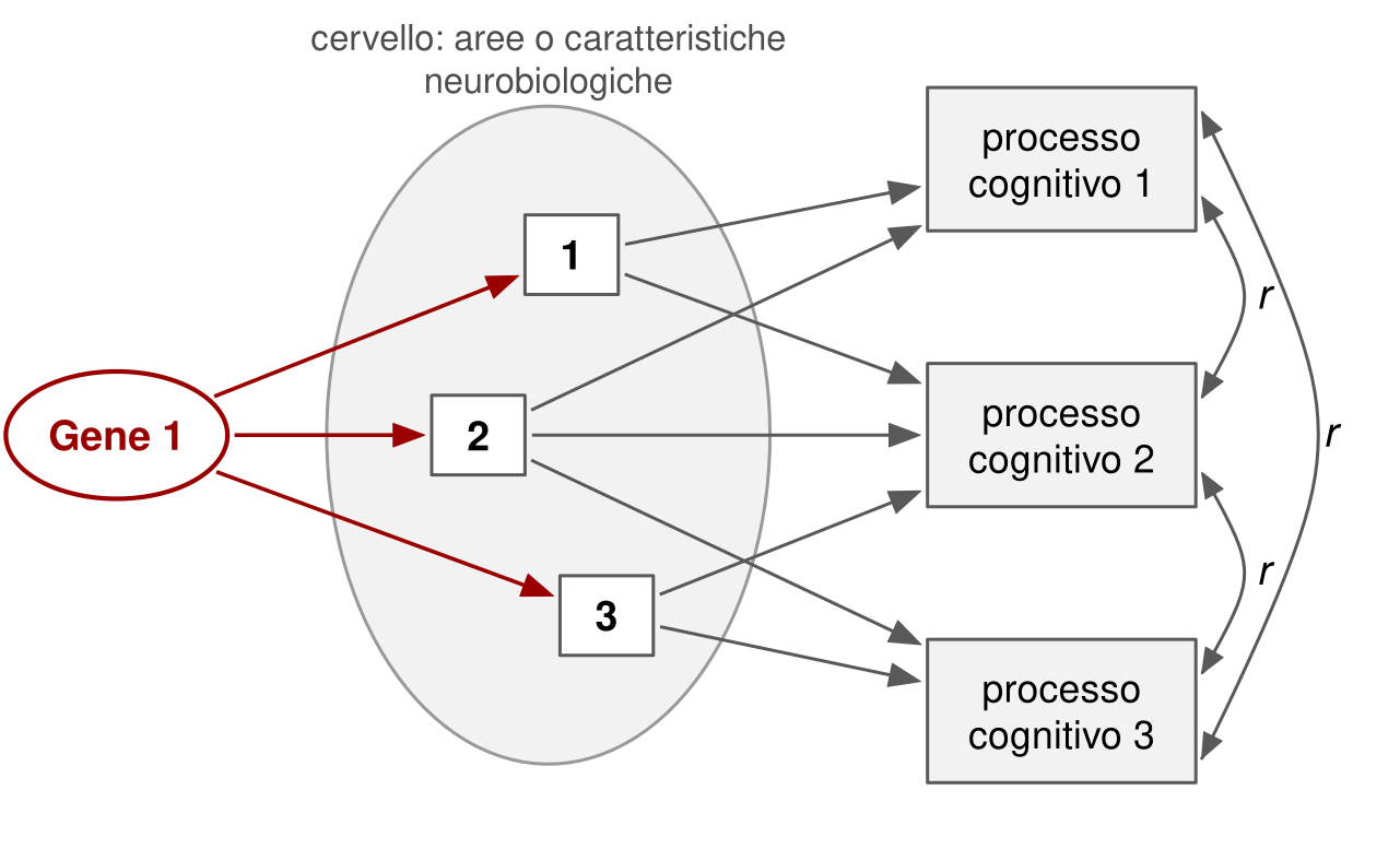 Da sinistra a destra: un ovale gene 1, da cui partono tre frecce rosse verso tre piccoli riquadri numerati 1, 2 e 3 dentro un grande ovale, il cervello. Da ciascun riquadro partono due o tre frecce verso tre riquadri a destra, processo cognitivo 1, 2 e 3. Archi con doppia punta, etichettati r, collegano fra loro i tre processi.