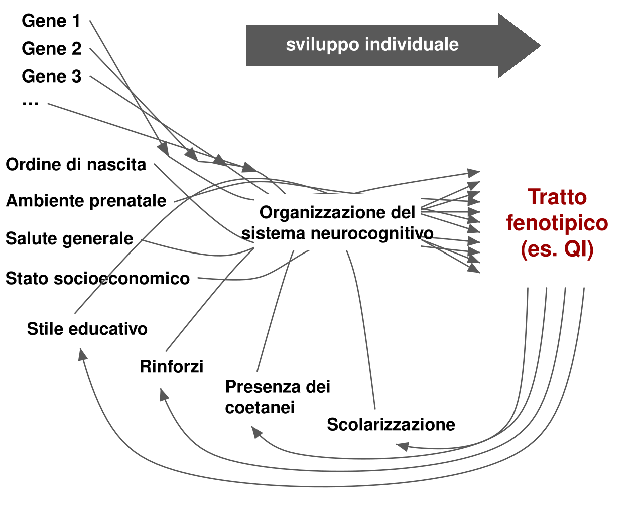 A sinistra in alto un elenco di geni (gene 1, gene 2, gene 3 e altri), sotto un elenco di fattori ambientali: ordine di nascita, ambiente prenatale, salute generale, stato socioeconomico, stile educativo, rinforzi, presenza dei coetanei, scolarizzazione. Da tutti partono linee curve che si intrecciano attorno alla scritta organizzazione del sistema neurocognitivo e terminano con frecce sul tratto fenotipico, per esempio il QI, a destra. In alto una grande freccia indica la direzione dello sviluppo individuale. Dal tratto partono quattro frecce curve che tornano in basso verso stile educativo, rinforzi, coetanei e scolarizzazione.
