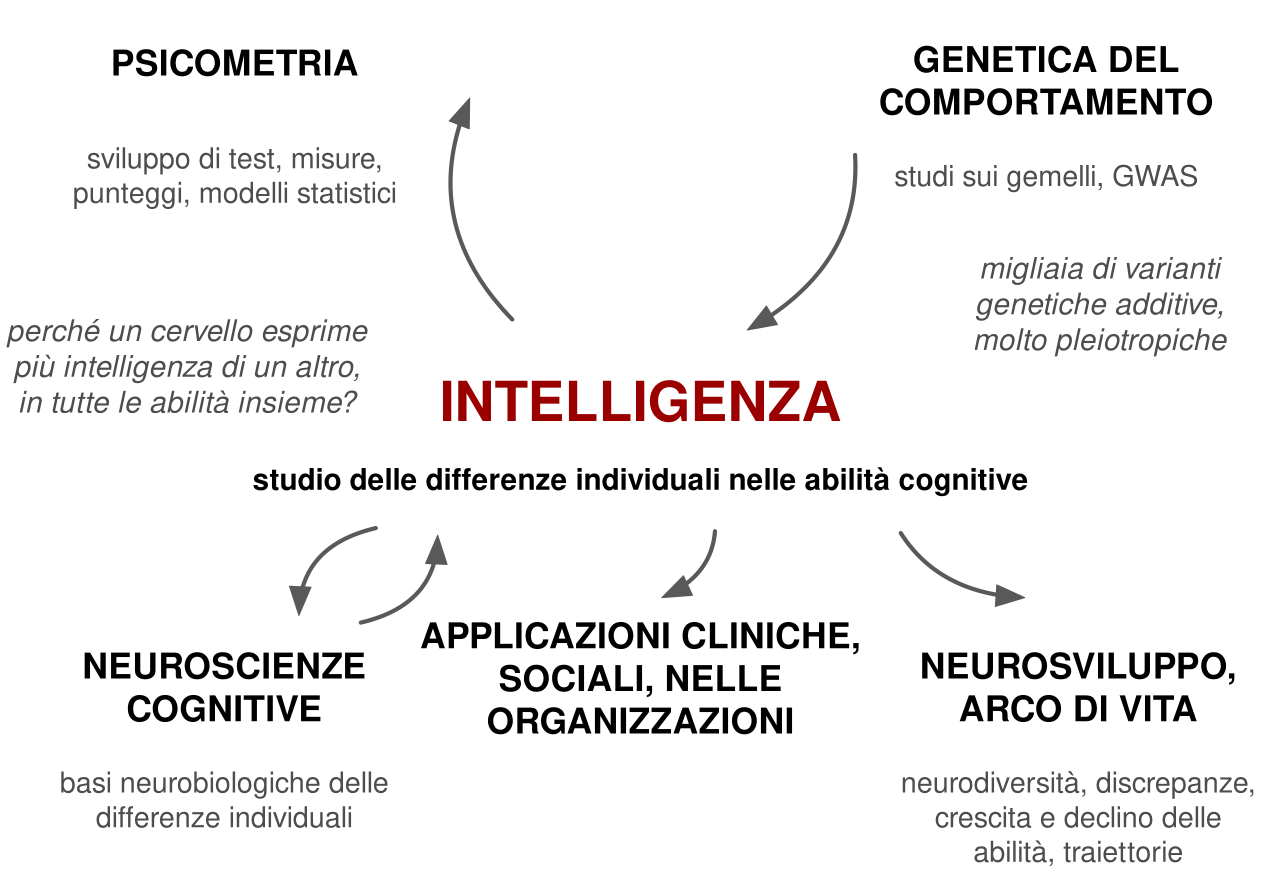 Al centro la parola intelligenza, studio delle differenze individuali nelle abilità cognitive. Una freccia va verso psicometria, in alto a sinistra: sviluppo di test, misure, punteggi, modelli statistici. Una freccia arriva dalla genetica del comportamento, in alto a destra: studi sui gemelli e GWAS, con la nota migliaia di varianti genetiche additive, molto pleiotropiche. Due frecce in direzioni opposte la collegano alle neuroscienze cognitive, in basso a sinistra: basi neurobiologiche delle differenze individuali, con la domanda perché un cervello esprime più intelligenza di un altro, in tutte le abilità insieme. Frecce vanno verso le applicazioni cliniche, sociali e nelle organizzazioni, in basso al centro, e verso neurosviluppo e arco di vita, in basso a destra.