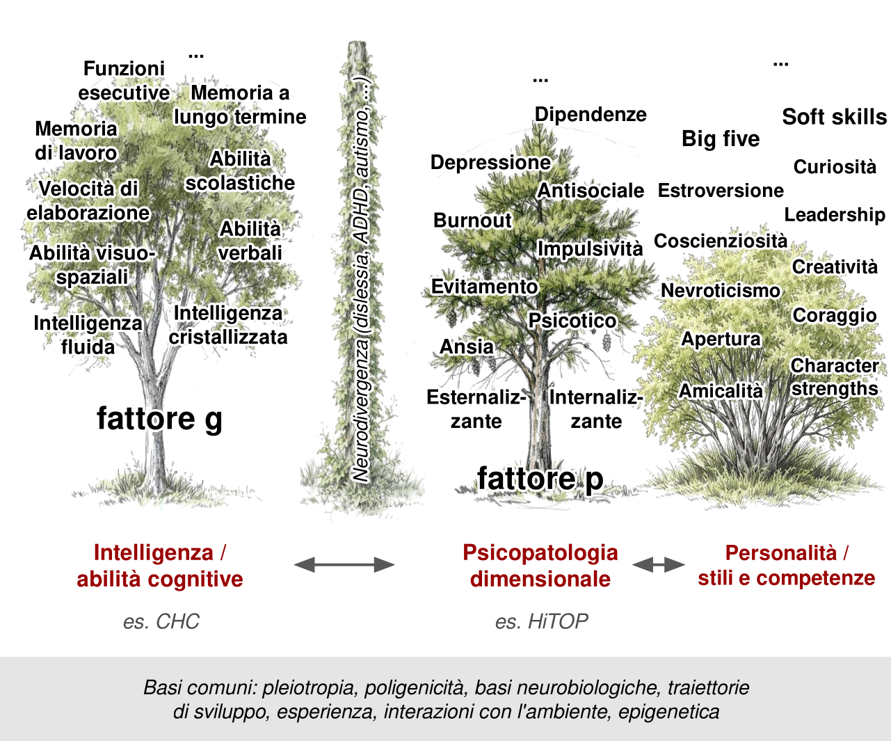 Tre piante disegnate affiancate: un albero a foglie larghe, un pino e un cespuglio, con fra i primi due un tronco avvolto da un rampicante. Il primo albero, intelligenza e abilità cognitive, porta sulla chioma funzioni esecutive, memoria a lungo termine, memoria di lavoro, abilità scolastiche, velocità di elaborazione, abilità verbali, abilità visuo-spaziali, intelligenza fluida e cristallizzata, con alla base il fattore g. Il pino, psicopatologia dimensionale, porta depressione, dipendenze, burnout, comportamento antisociale, evitamento, impulsività, ansia, sintomi psicotici, dimensioni internalizzante ed esternalizzante, con alla base il fattore p. Il cespuglio, personalità, porta i cinque grandi fattori, soft skills e punti di forza del carattere come curiosità, leadership, creatività e coraggio. Sul rampicante una scritta verticale: neurodivergenza, per esempio dislessia, ADHD, autismo. Frecce doppie collegano le aree; una fascia in basso indica basi comuni: pleiotropia, poligenicità, basi neurobiologiche, traiettorie di sviluppo, esperienza, epigenetica.