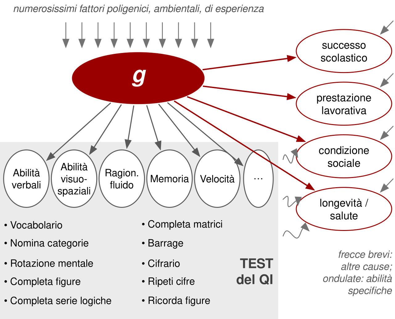 In alto molte piccole frecce, numerosissimi fattori poligenici, ambientali e di esperienza, puntano verso un grande ovale rosso con la lettera g. Da g partono frecce verso sei ovali di abilità: verbali, visuo-spaziali, ragionamento fluido, memoria, velocità e puntini; gli ovali poggiano su un riquadro, test del QI, che elenca prove come vocabolario, nomina categorie, rotazione mentale, completa figure, completa serie logiche, completa matrici, barrage, cifrario, ripeti cifre e ricorda figure. A destra g manda frecce rosse verso quattro esiti: successo scolastico, prestazione lavorativa, condizione sociale, longevità e salute; piccole frecce grigie dall'esterno indicano altre cause, e tre brevi frecce ondulate grigie, dalle abilità verso gli esiti, indicano i contributi minori delle abilità specifiche.