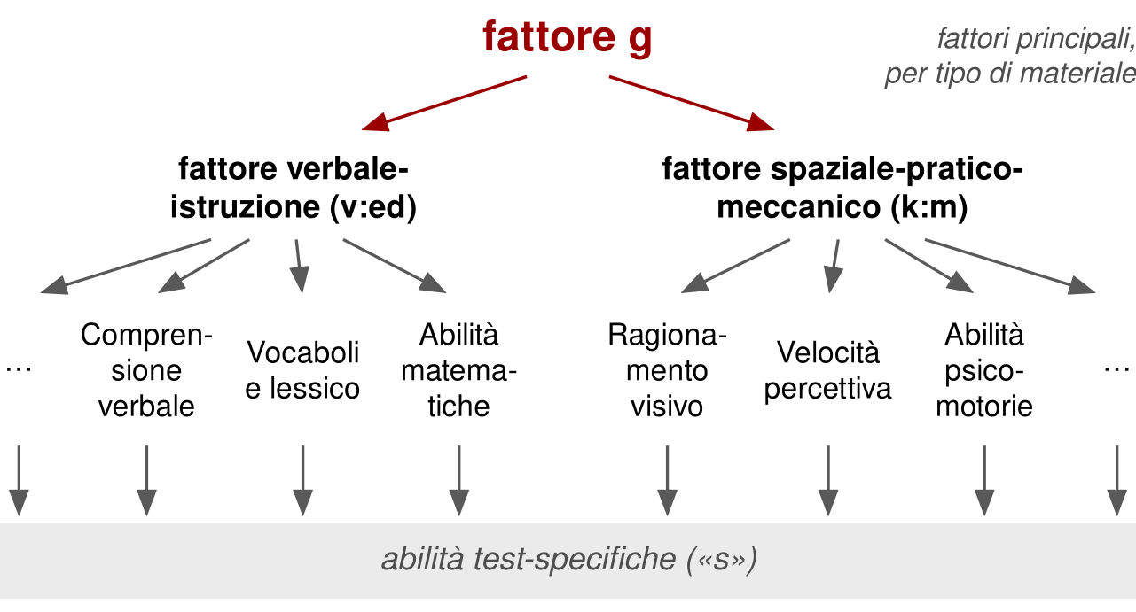In alto il fattore g, con frecce verso due fattori: verbale-istruzione, v:ed, e spaziale-pratico-meccanico, k:m. Dal primo frecce verso comprensione verbale, vocaboli e lessico, abilità matematiche; dal secondo verso ragionamento visivo, velocità percettiva, abilità psicomotorie. Da ciascuno partono frecce verso una barra in basso: abilità test-specifiche, s.
